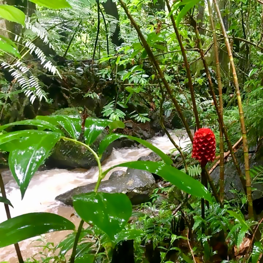 Rivière Afareaitu Rivière Afareaitu