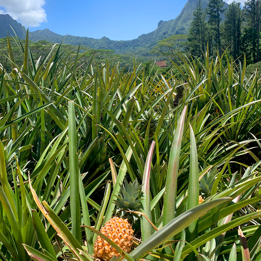 Moorea Culture Ananas Moorea Culture Ananas